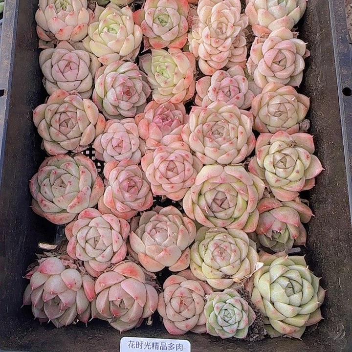 花时光精品多肉160