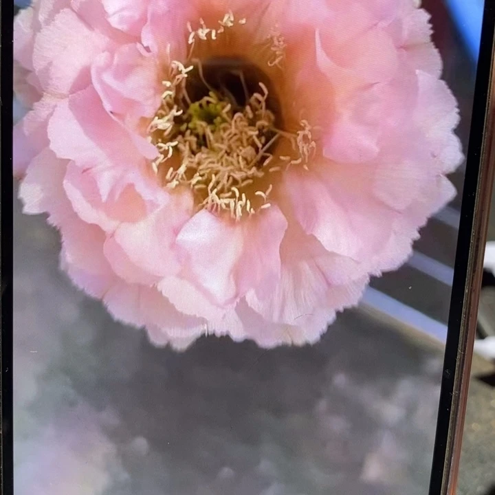 香香523号有根侧芽1.5公分左右