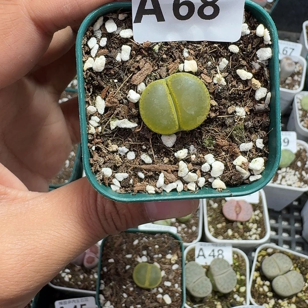 68多肉植物多肉植物