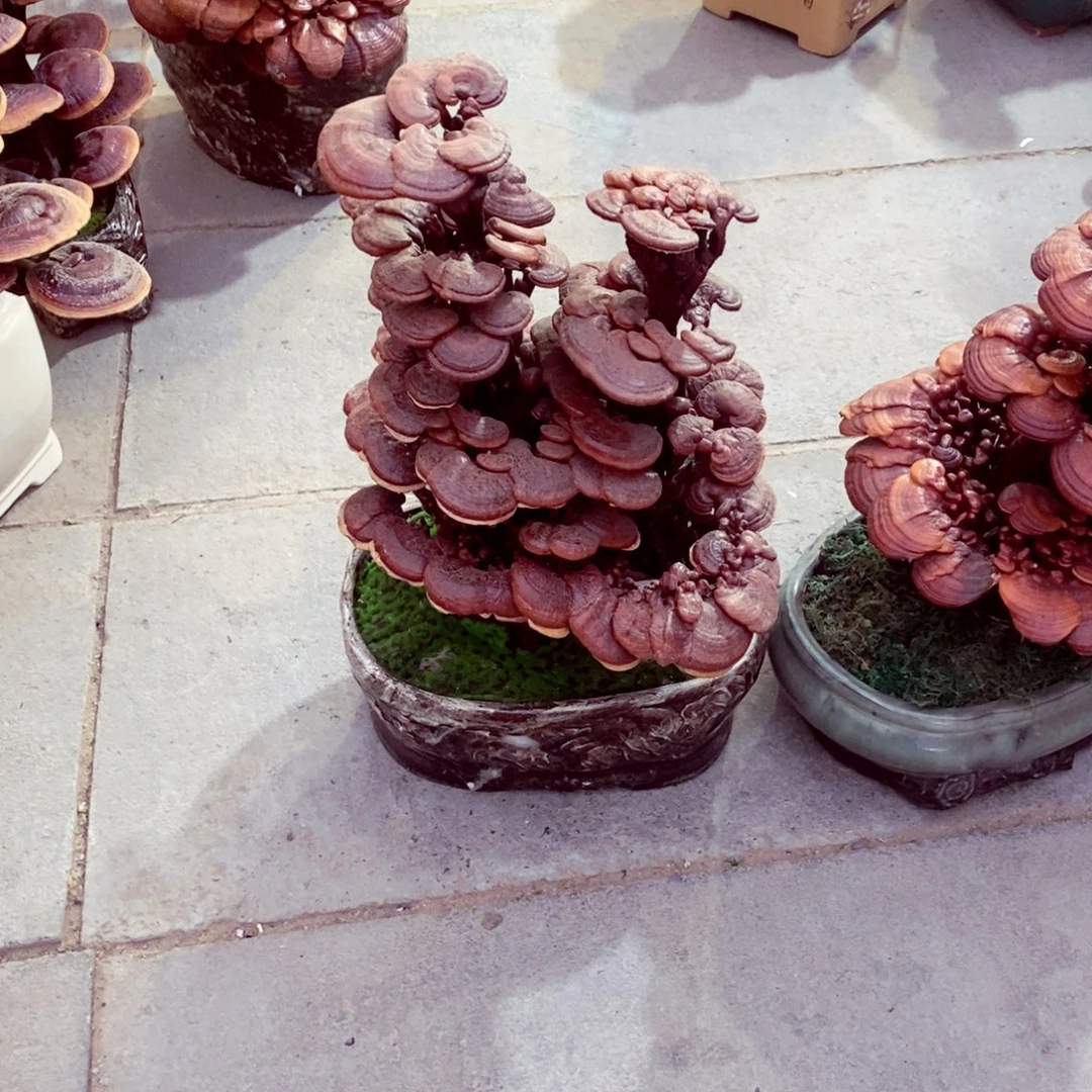 青***援无花朵发财树发财树发财树