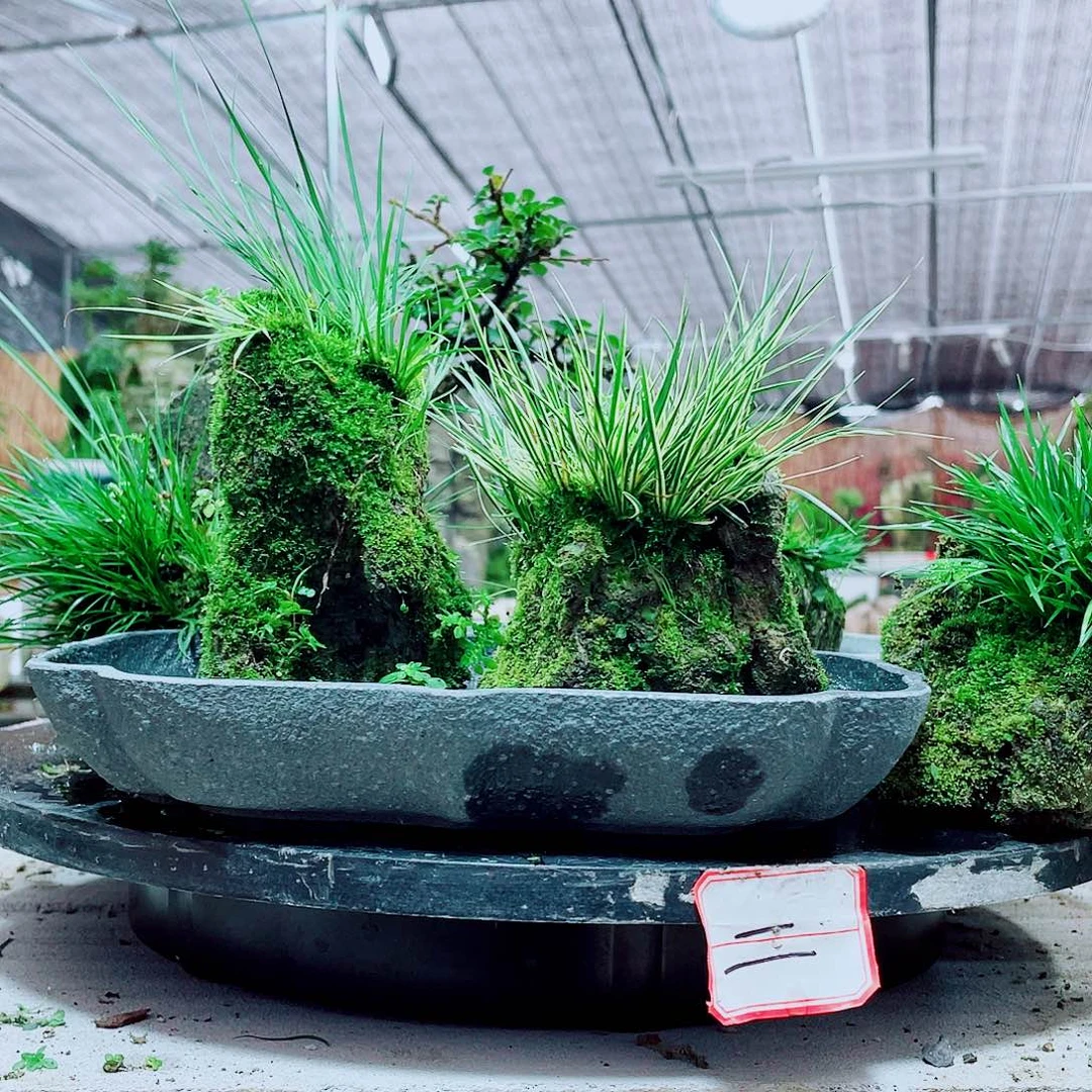 芊***芊当前无花栽培后可以开花