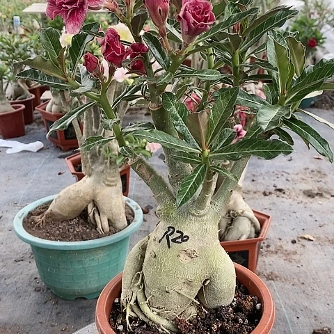 【闪购商品】无花朵涣*绿植