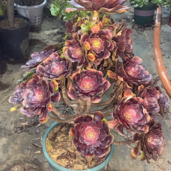 红桐中斑多肉植物23