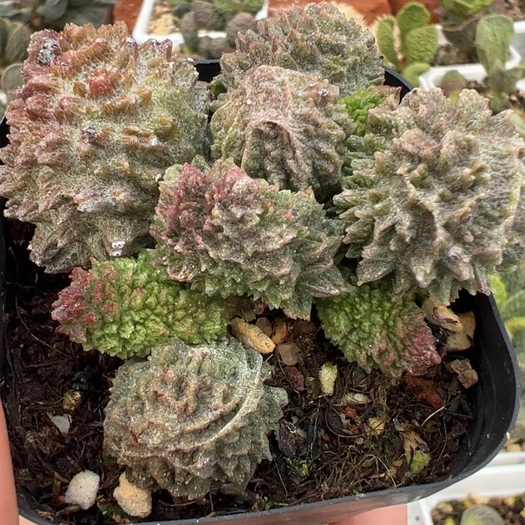 朱紫玉多头纯木质桩多肉植物