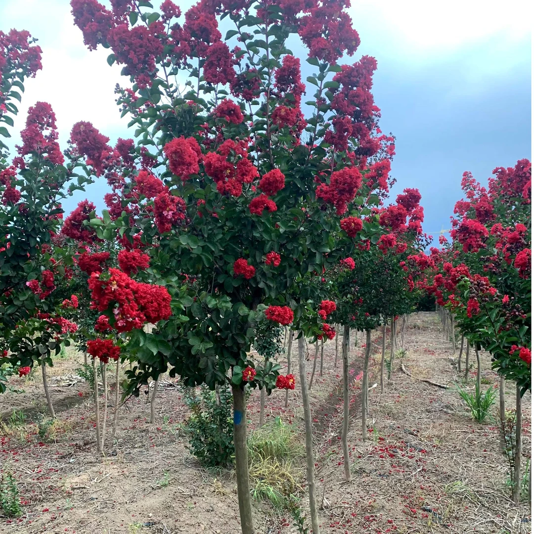紫薇花树苗美国红火箭百日红大树型庭院盆栽地栽紫薇树耐寒耐热