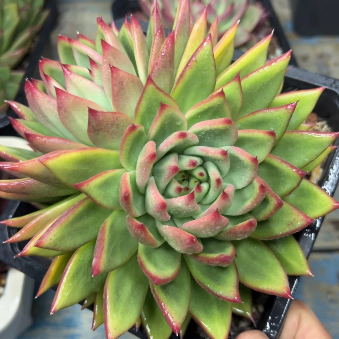 多肉植物一物一拍（152号）