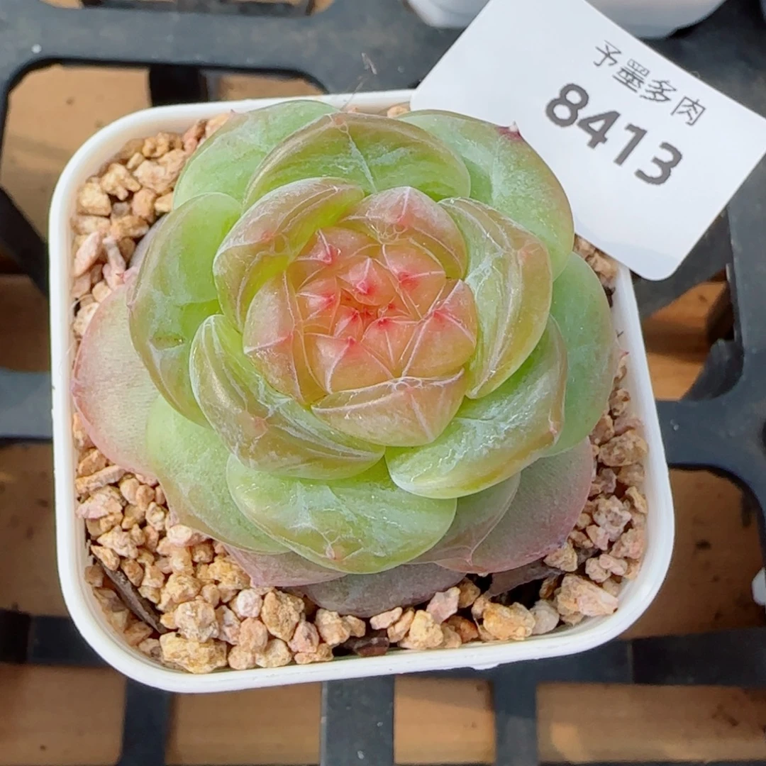 孤品珍妮，8413多肉植物