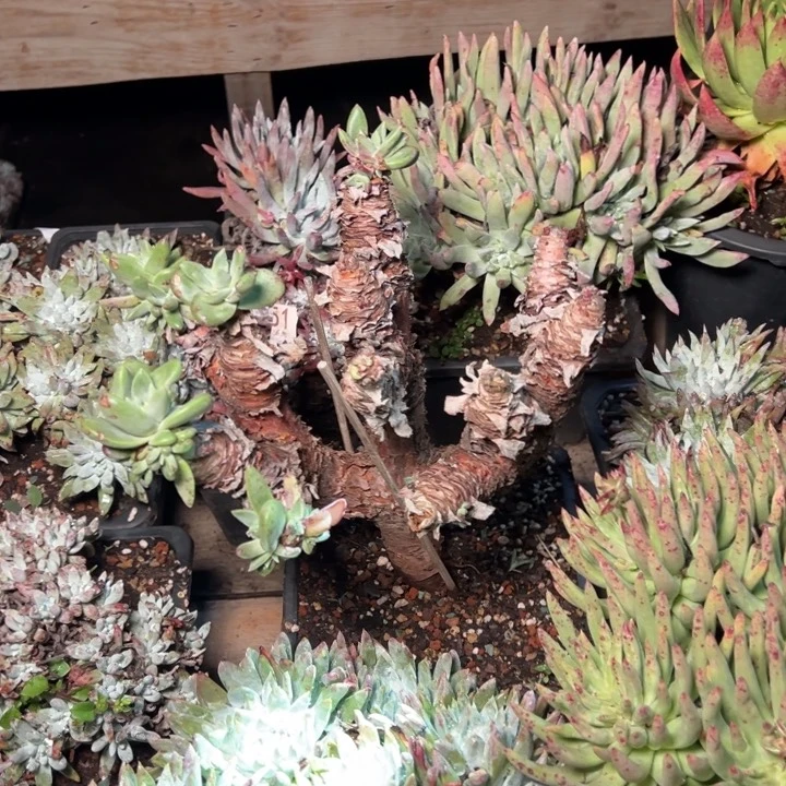 勿**。590瑕疵哈哈哈哈哈哈哈