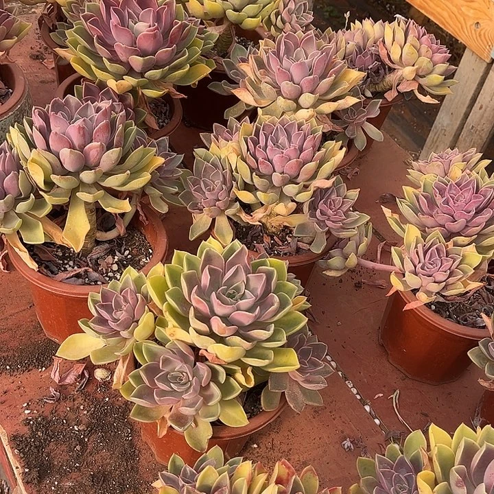 琼斯多肉植物精品9.99