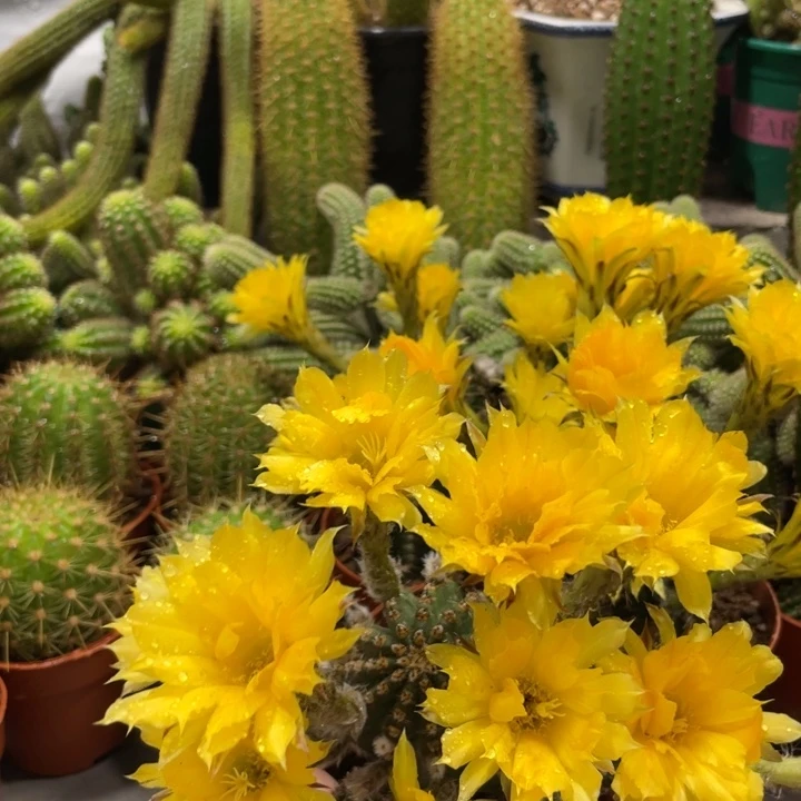 大型黄花金刚带花苞一杯