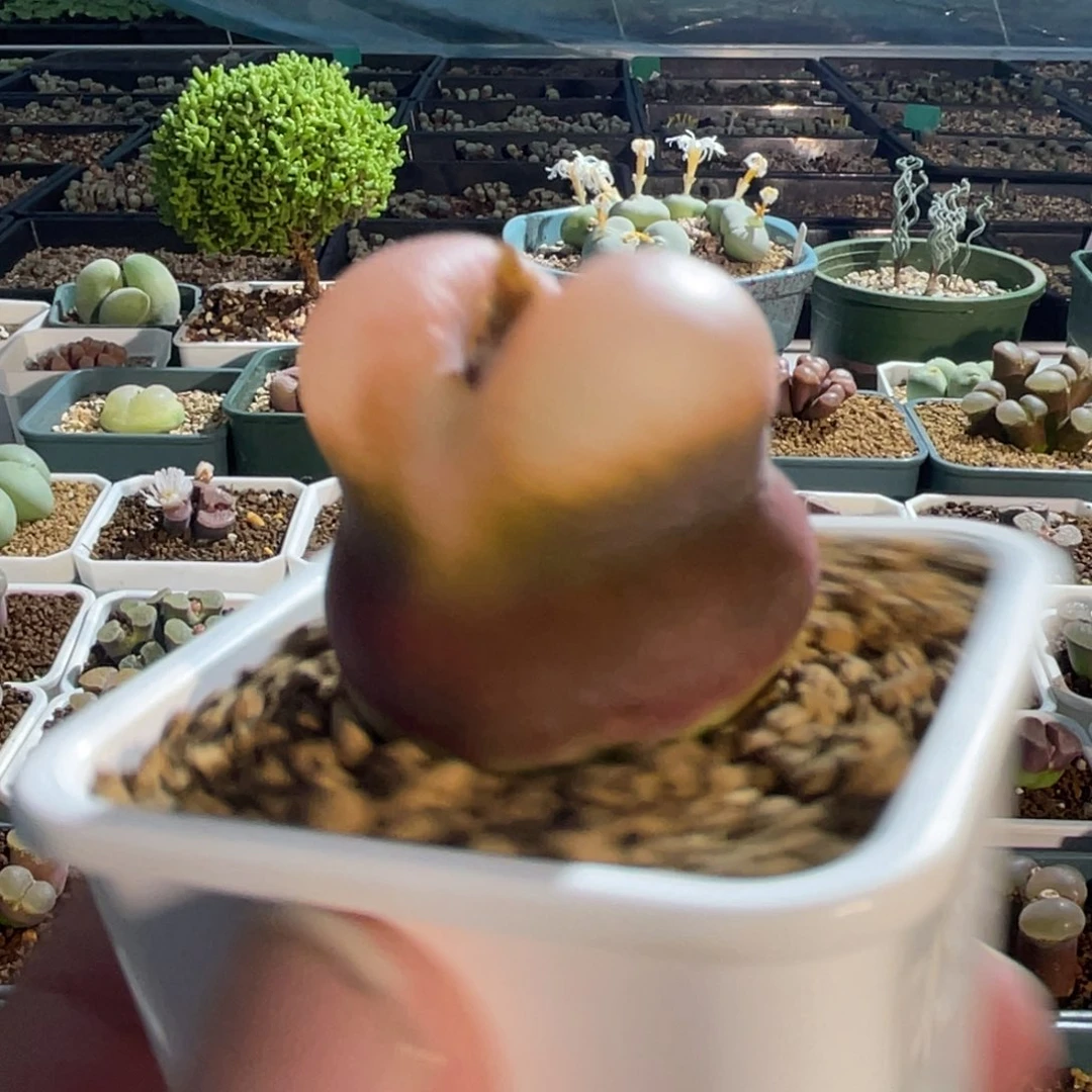 3cm大o泡植物一物一拍