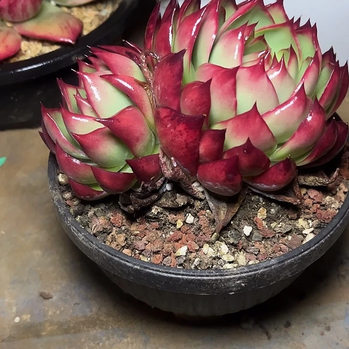 惊鸿仙子多肉植物380