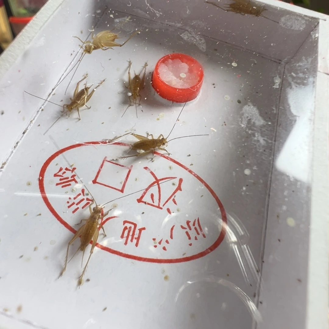 蟋蟀两盒小黄蛉漂亮