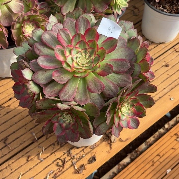 云南海王法师多肉16号