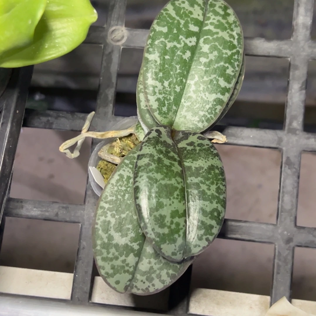 完全开放l613贵族西1.7