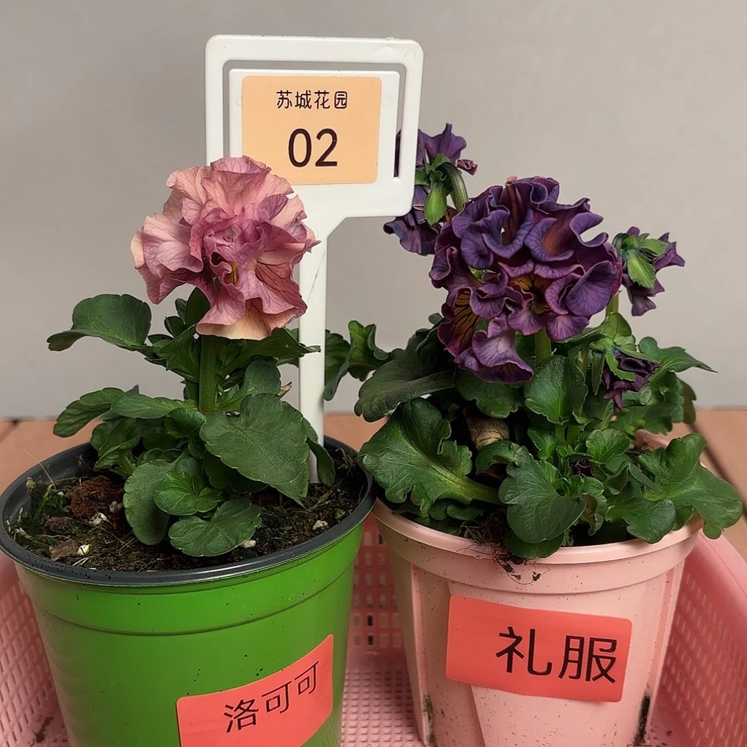 大部分开放少量花苞02