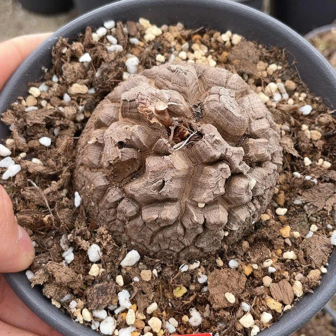 龟甲龙一物一拍3949号7.7cm特价