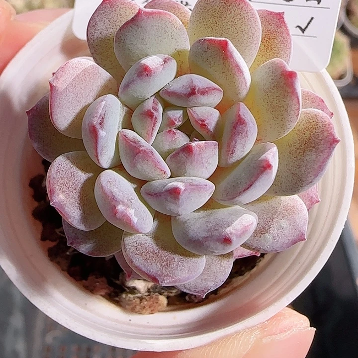 1116------118点绛唇