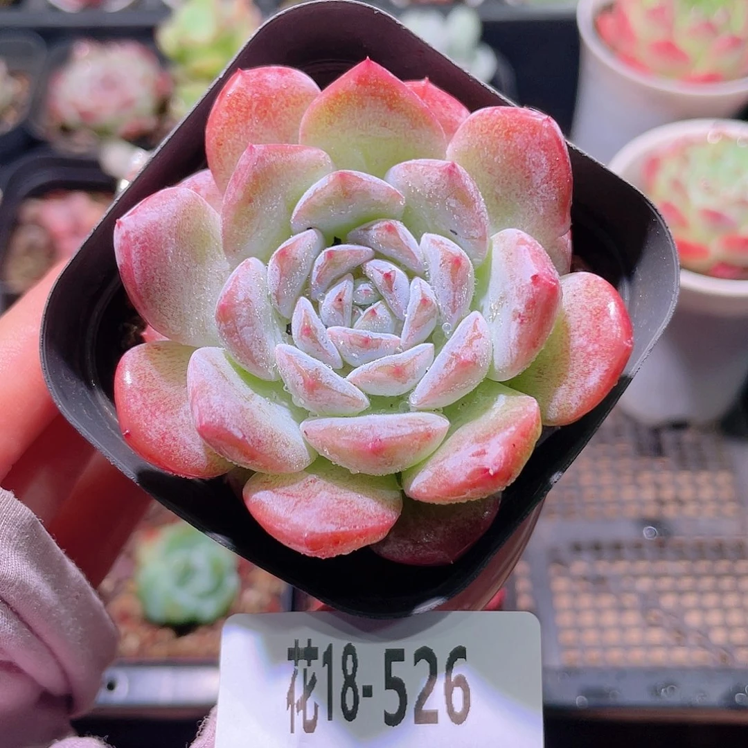 花利美18-526红胖子
