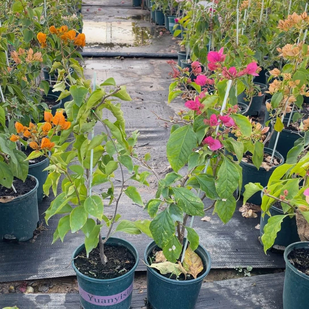 全部花朵金探戈+洋红公主量拍