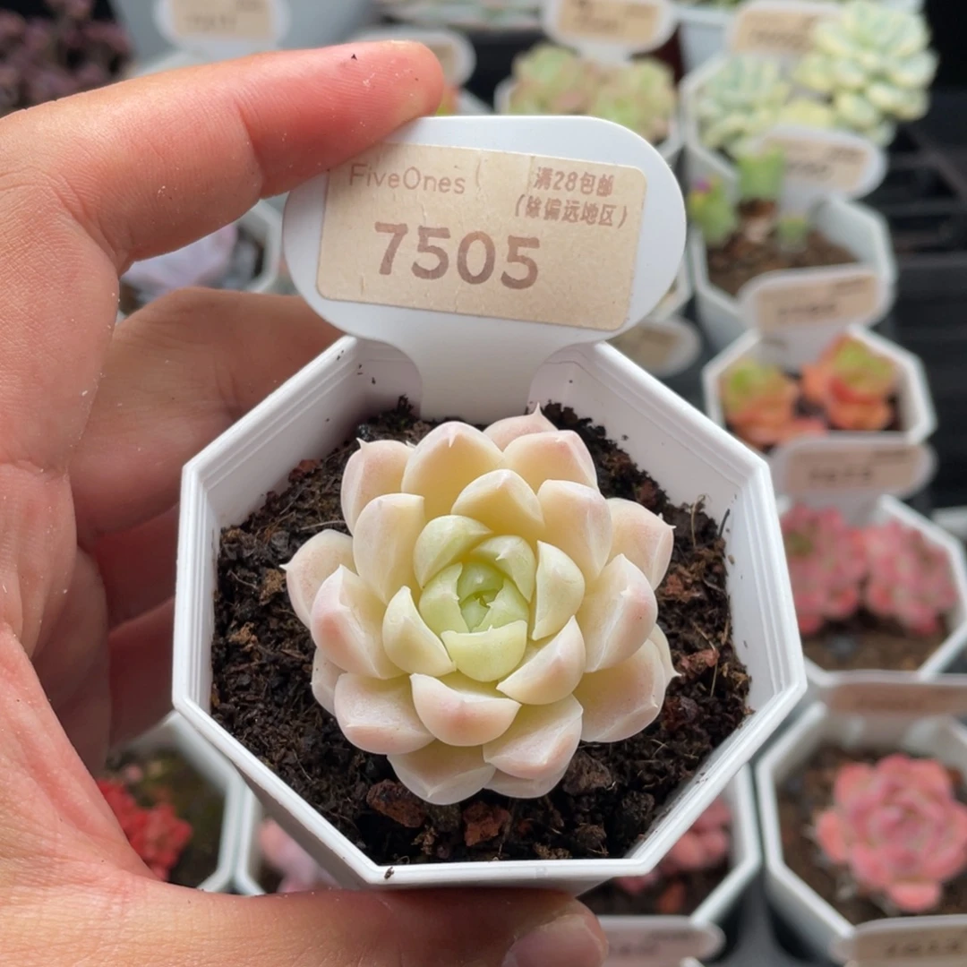 白月影7505-4.5厘米