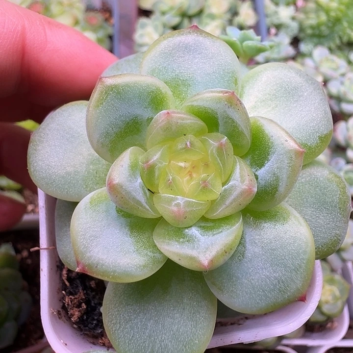 珍妮定繁绿透心福利