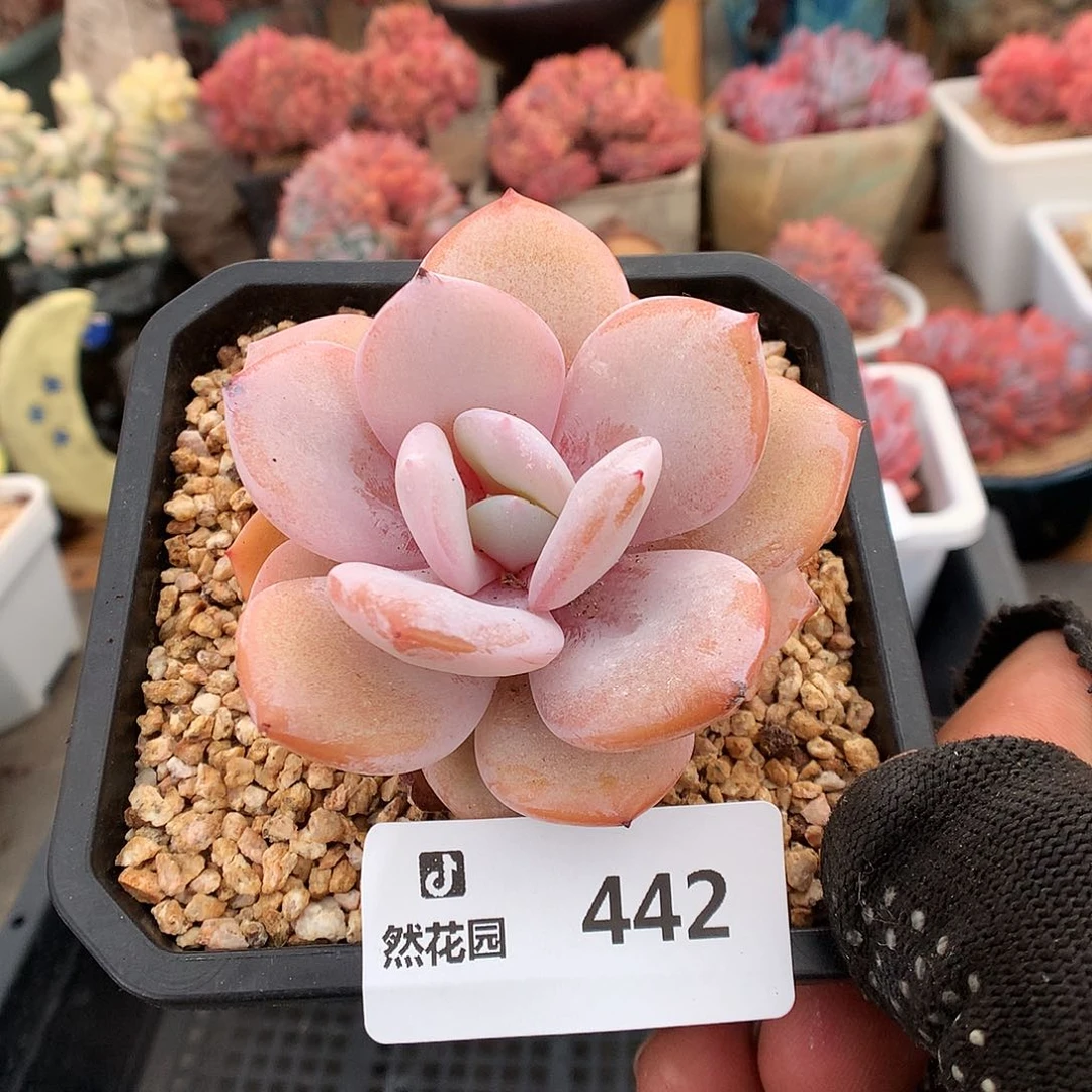 442奶茶多肉植物666