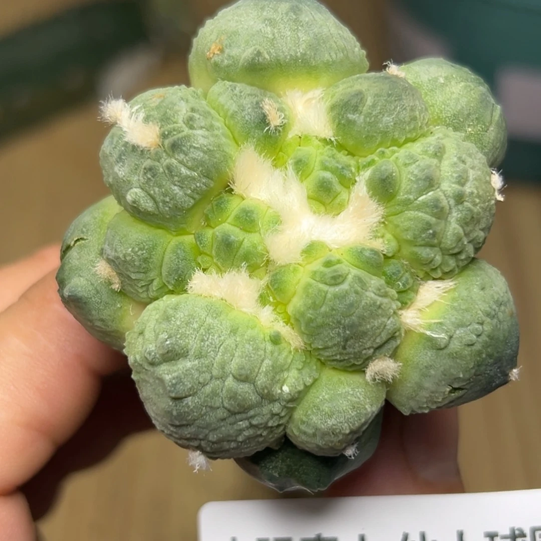 半***帅117 仙人球仙人球仙人球