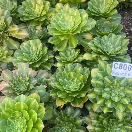800翡翠琉璃21棵多肉