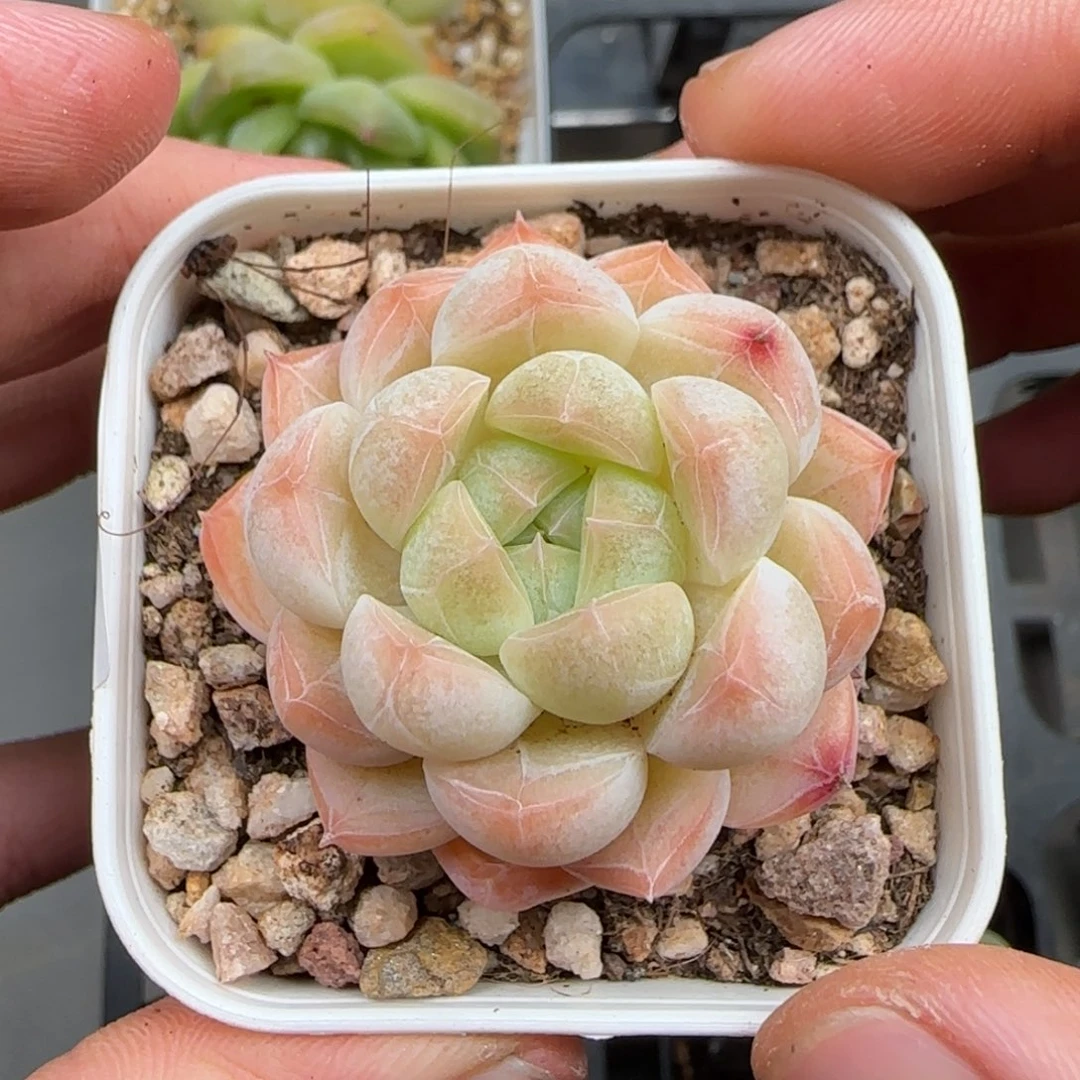 一物一拍o泡29126