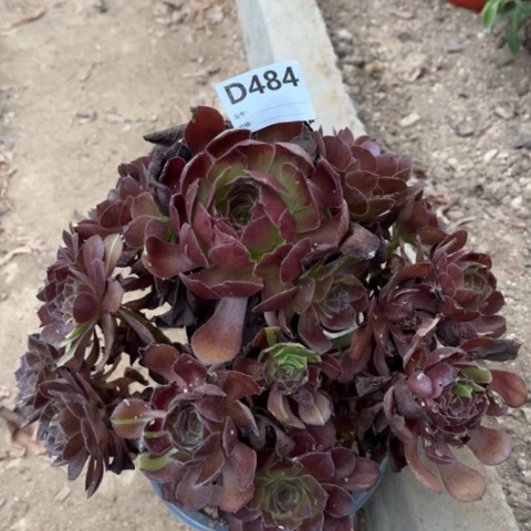 多肉植物黑美人捧花