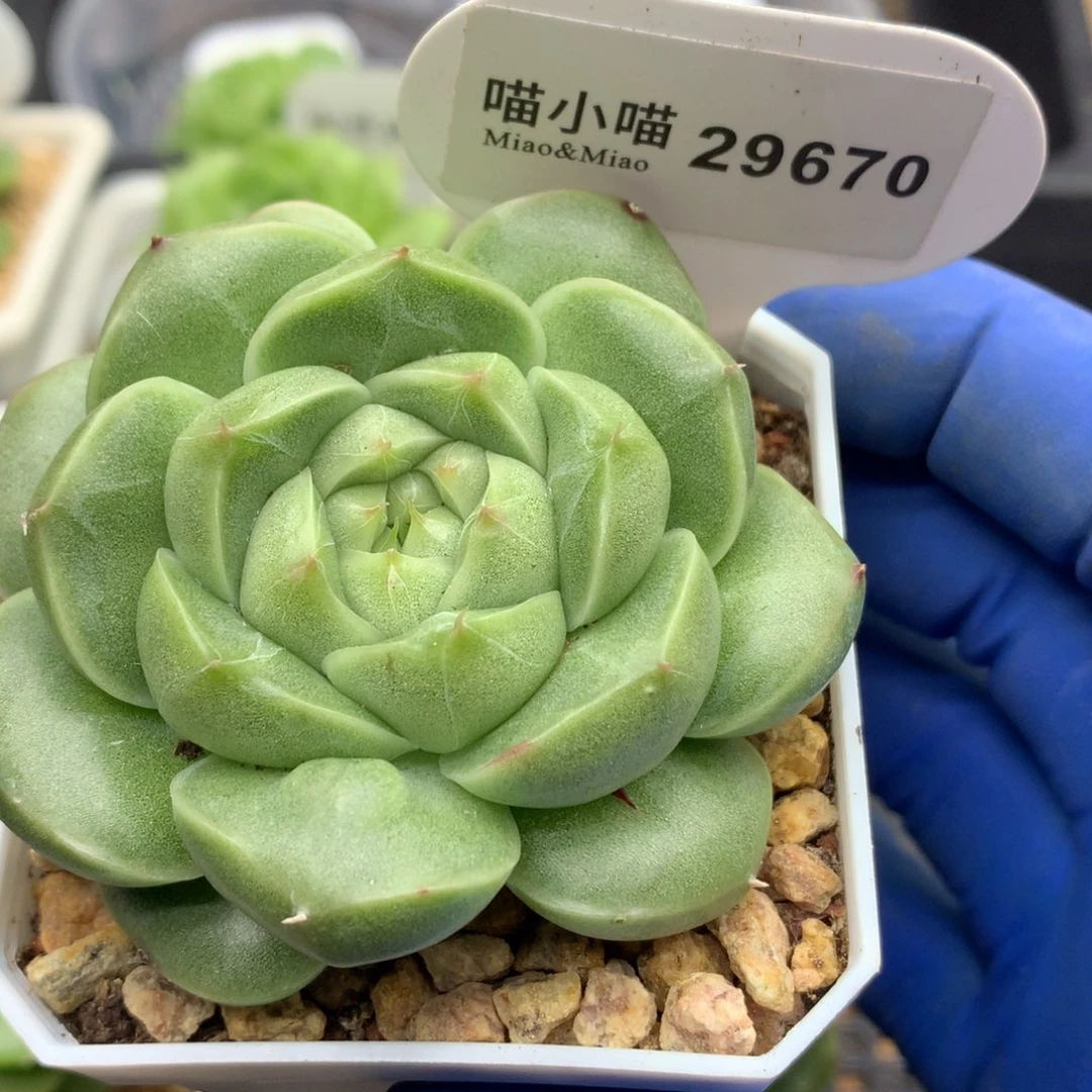多肉植物杂交珍妮
