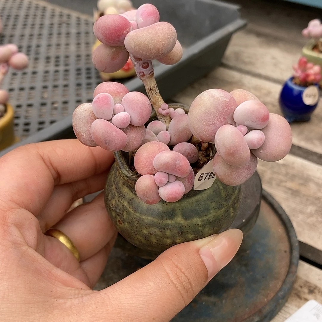 5766糖果腰子蛋带盆土