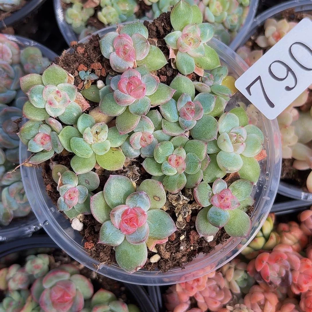 多肉植物多肉植物790