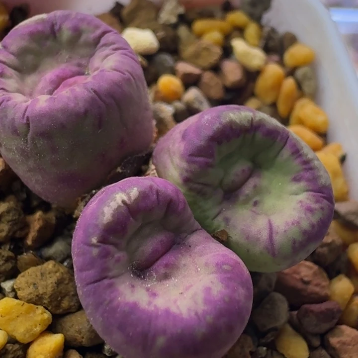 57号三头嘴一物一拍1.1