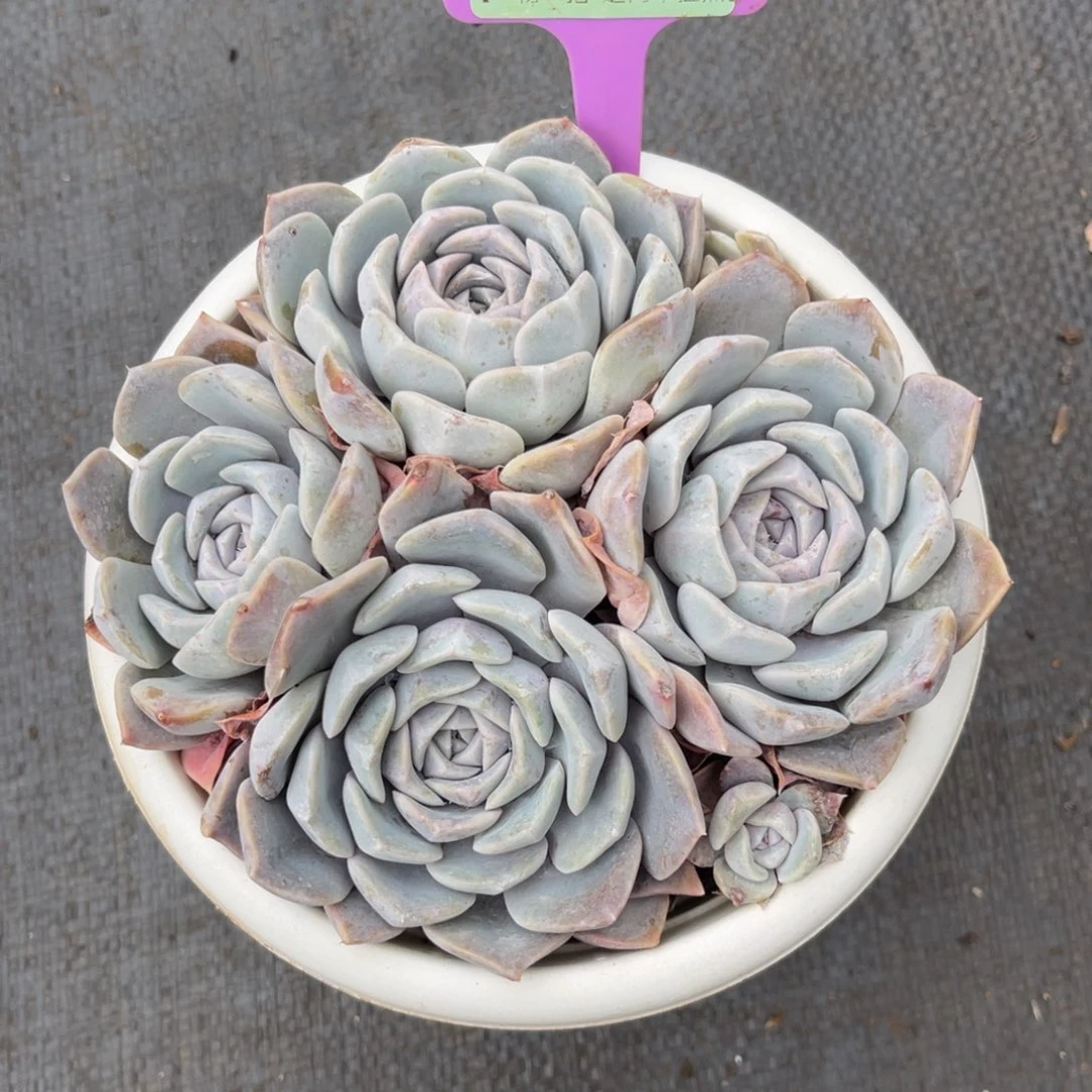 云尘多肉一物一拍1136，