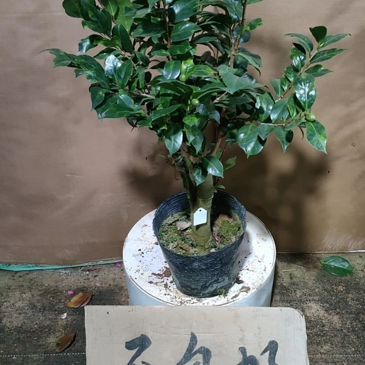 562变异不知名，原盆原土发货，不包邮