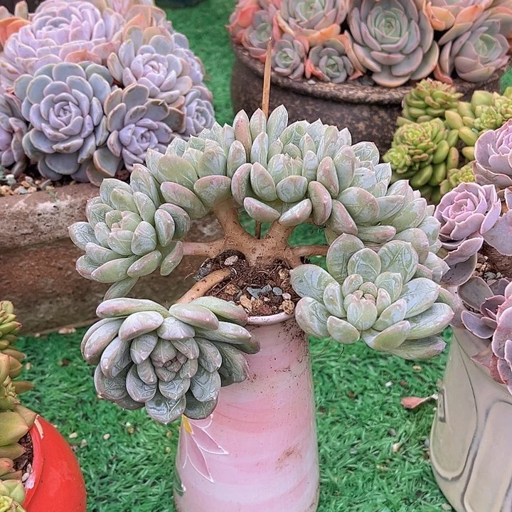 百达翡翠朵朵缀20105多肉植物