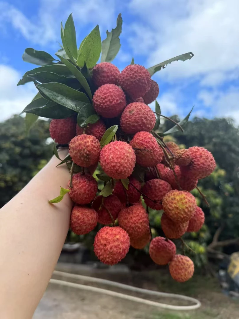 深圳本来南山桂味，口感脆甜，现摘现发，