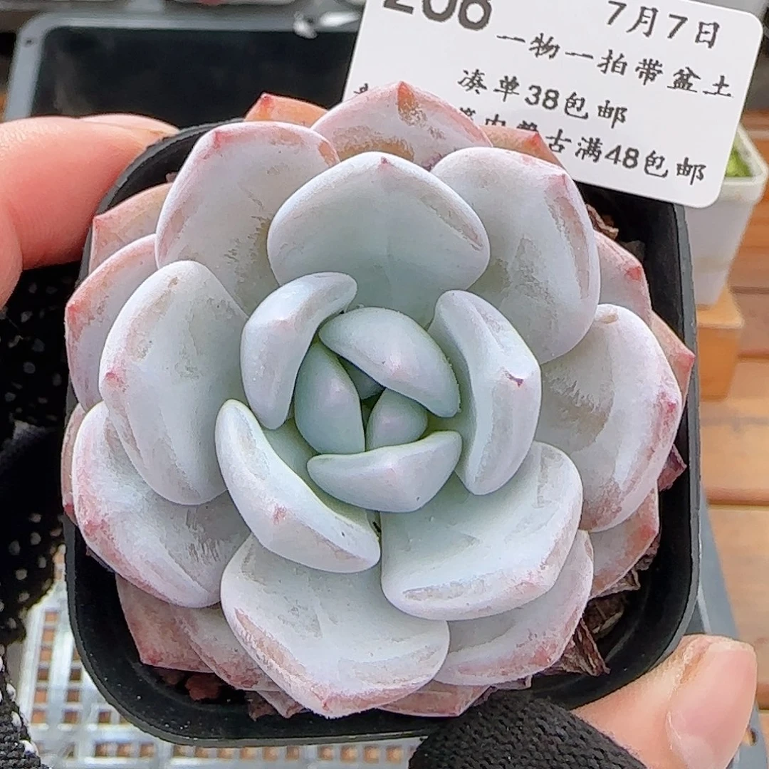 多肉0707-268大白兔奶糖
