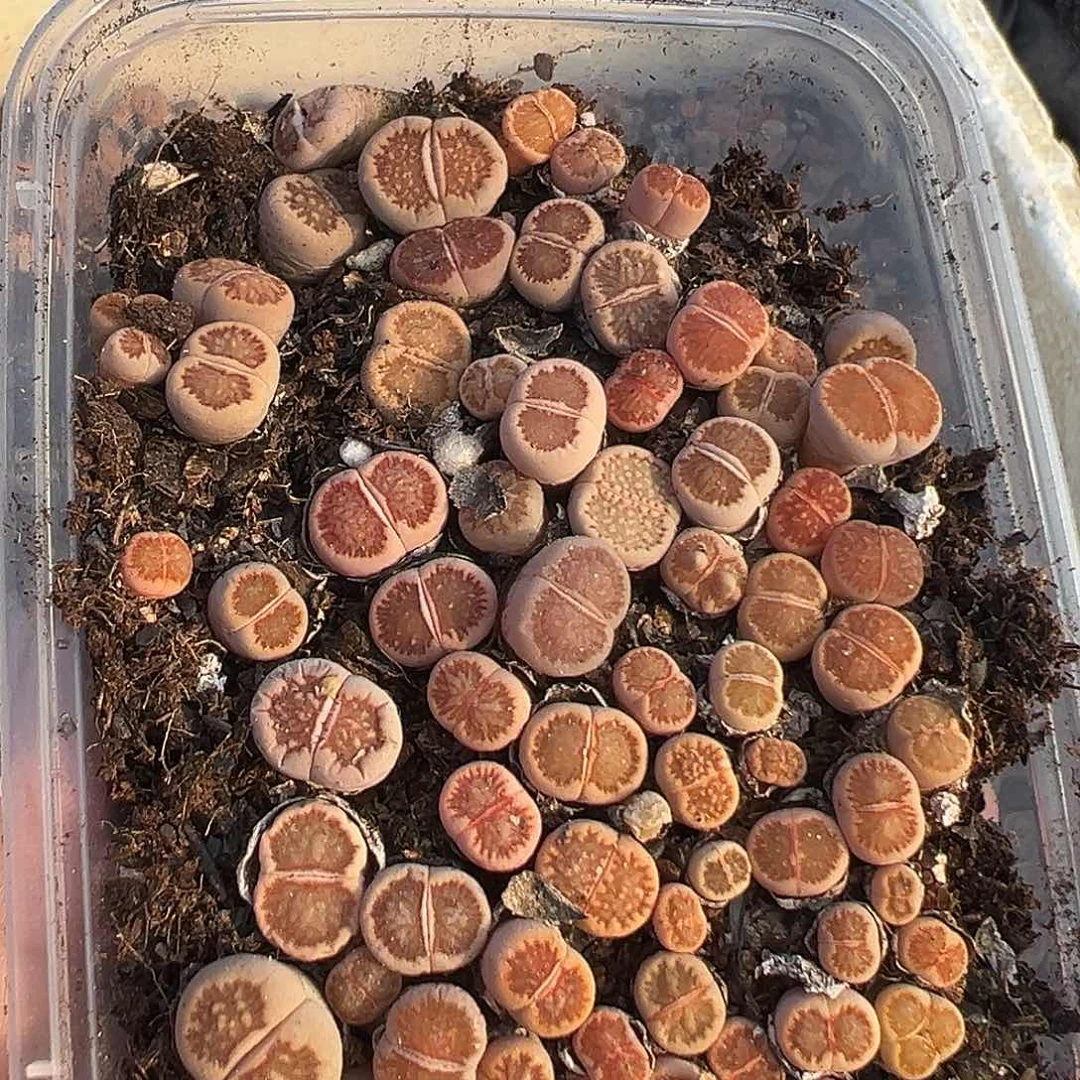 3305福利炸1111111111111111