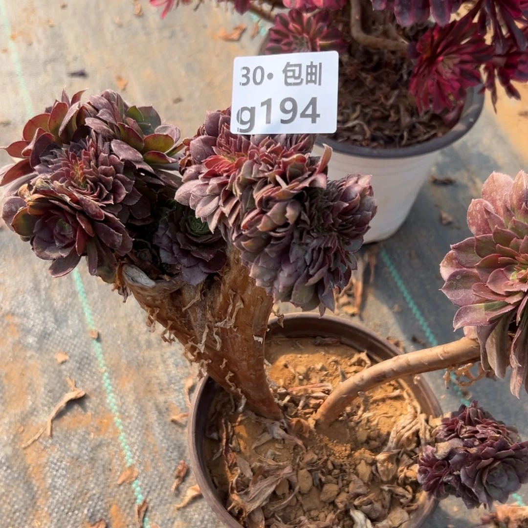 194万缀多肉法师处理款