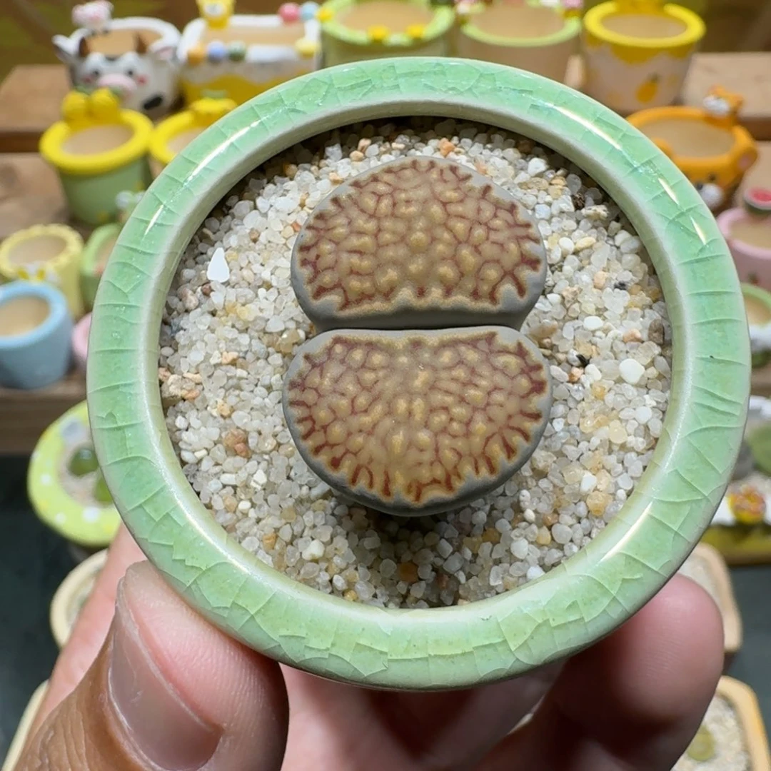 蘑菇1151菊饼多肉植物