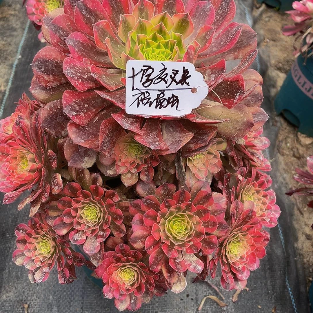 十***点多肉法师祝融寄养度夏