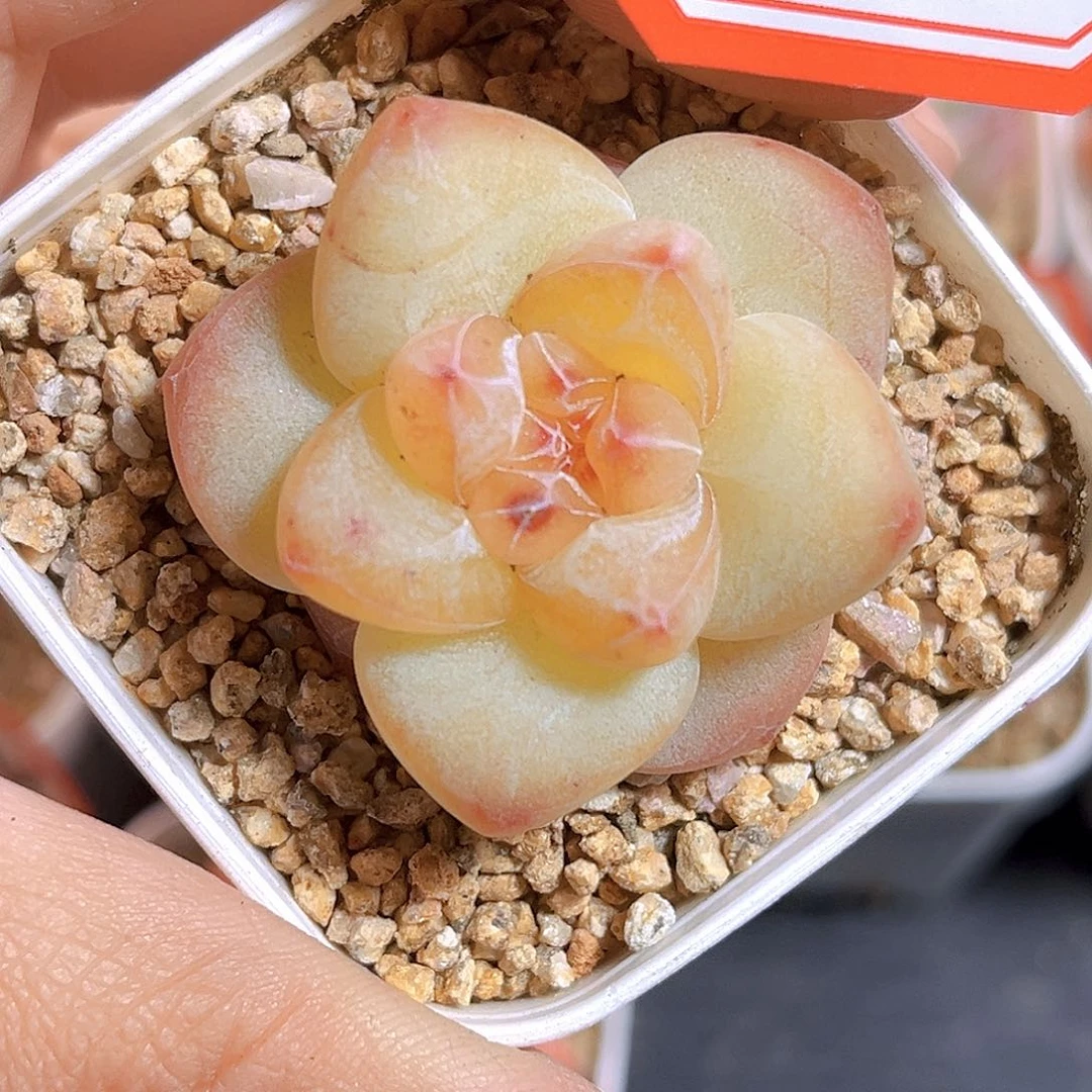 K656 新品珍妮  满18包邮