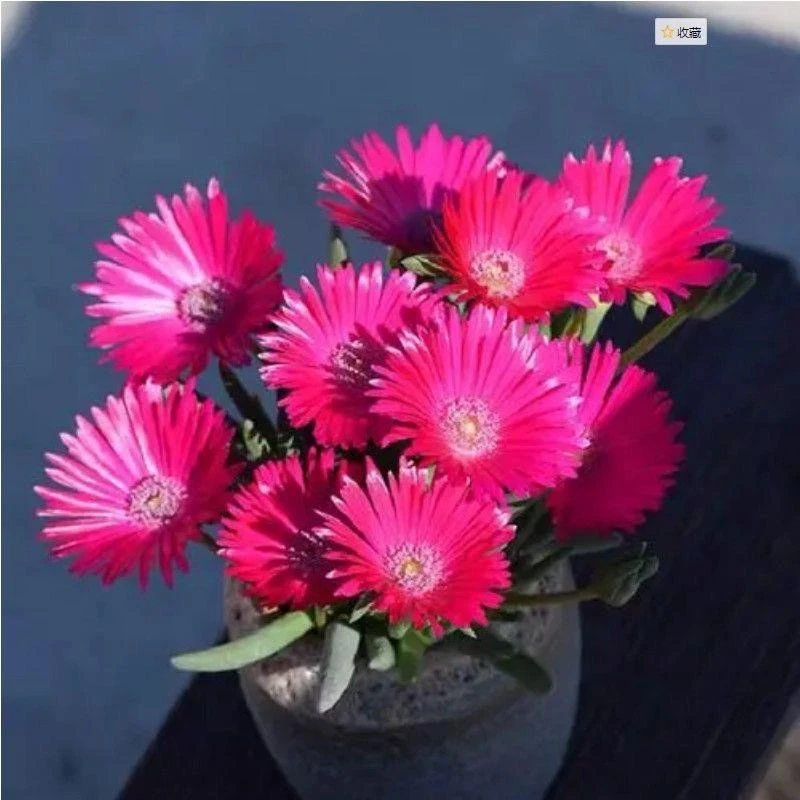 品牌开红花奔龙多肉植物花卉绿植美观趣味盆栽净化空气阳台办公桌