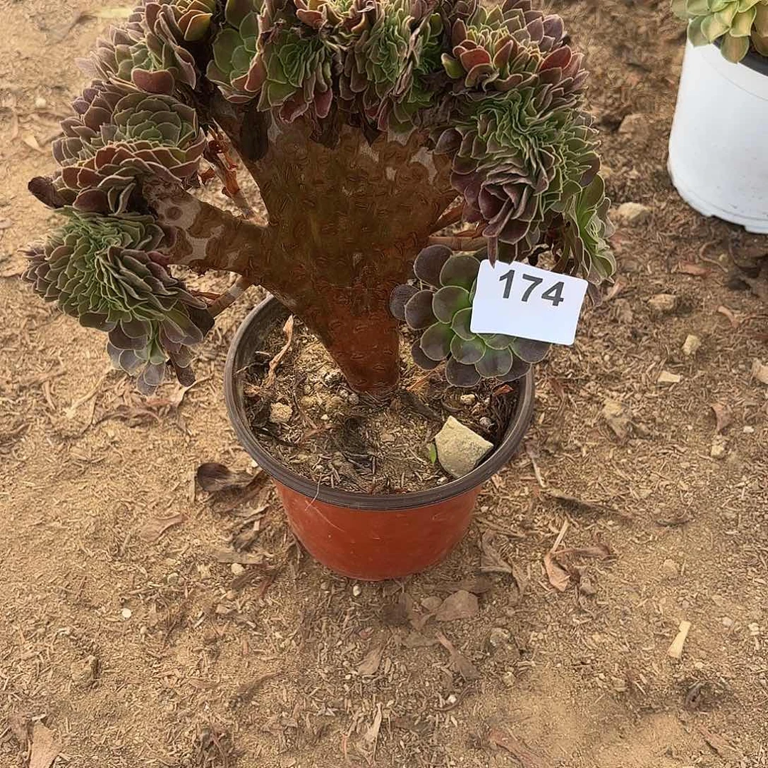 花***》欧紫缀断枝不包174