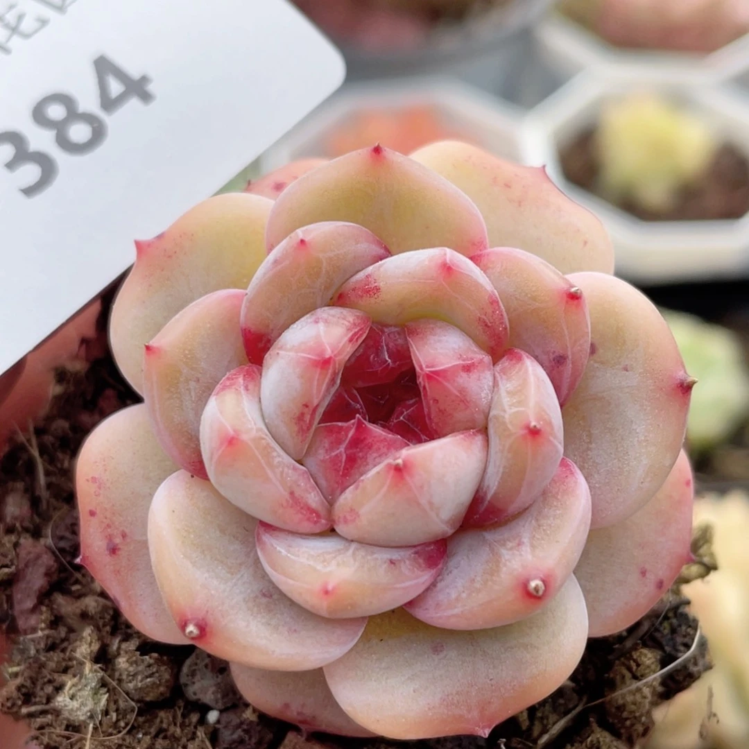 384号糖心冰心珍妮