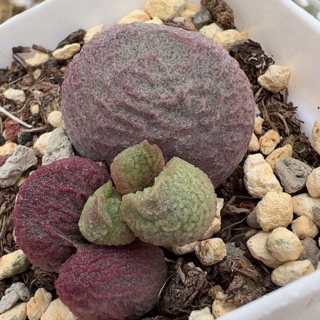 红烧肉大苗多肉植物水泡