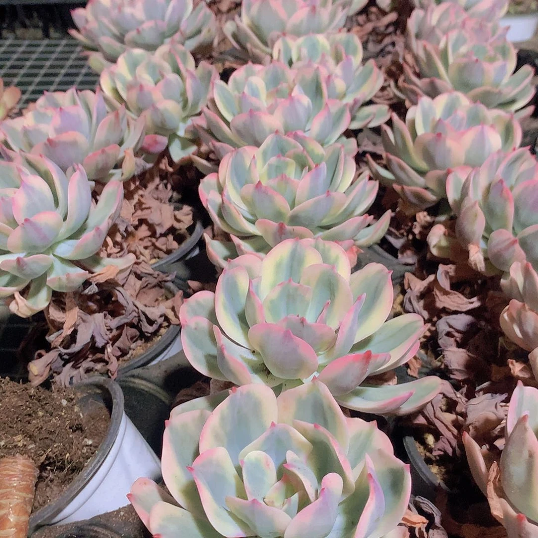 玉凤锦24567899990000